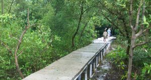 pelestarian mangrove