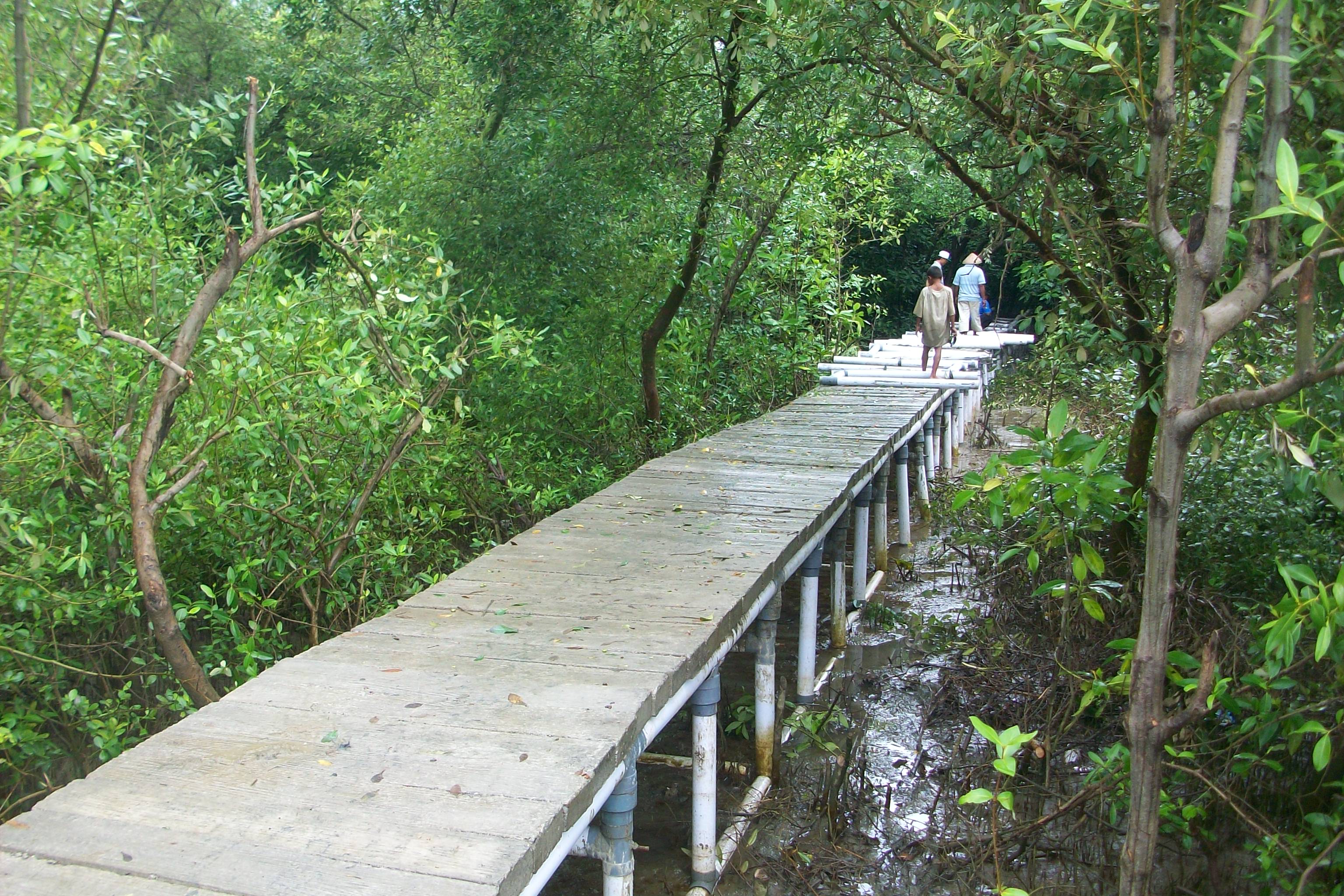 pelestarian mangrove
