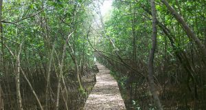 kontribusi hutan mangrove