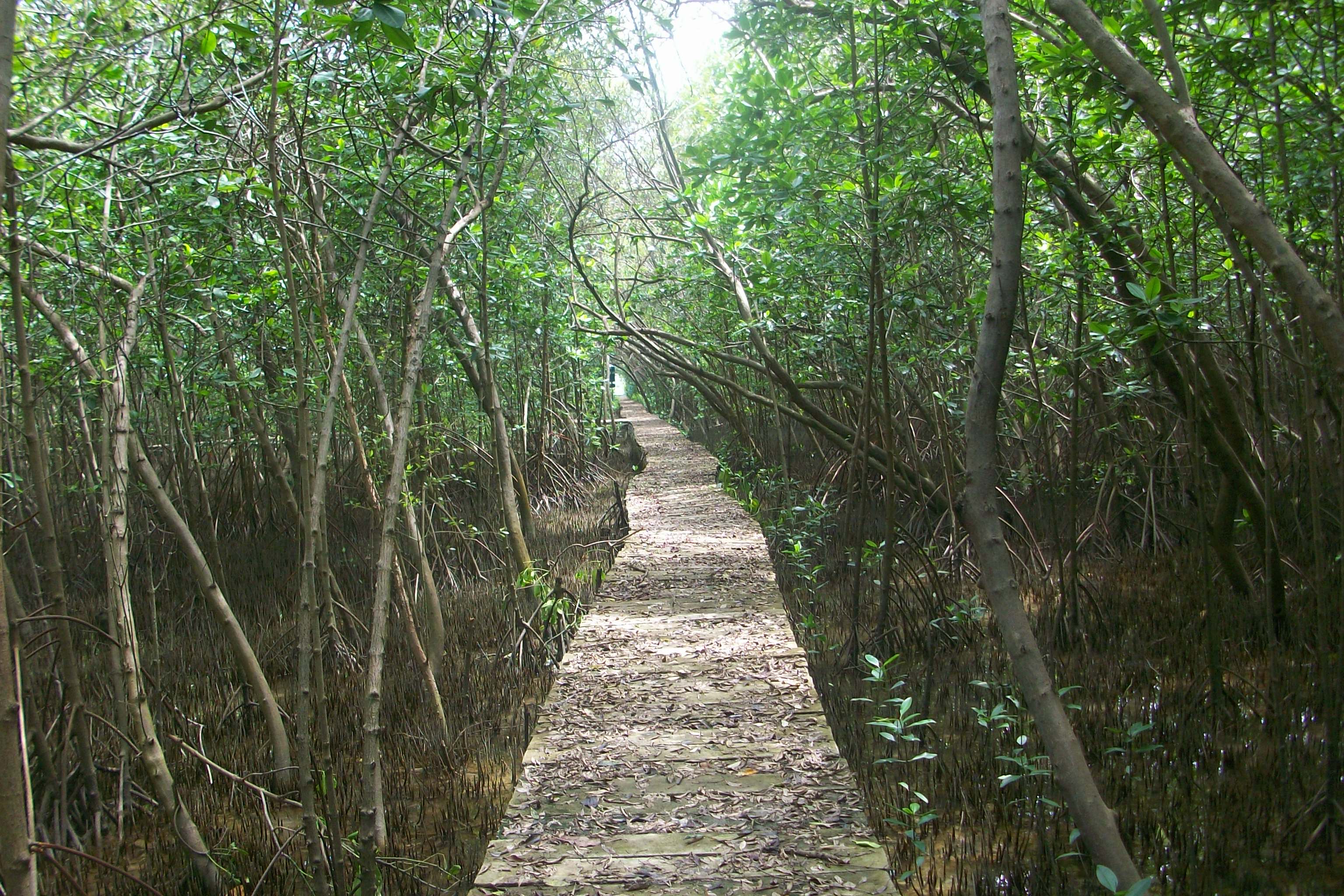 kontribusi hutan mangrove