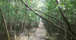 mangrove dan struktur ekonomi