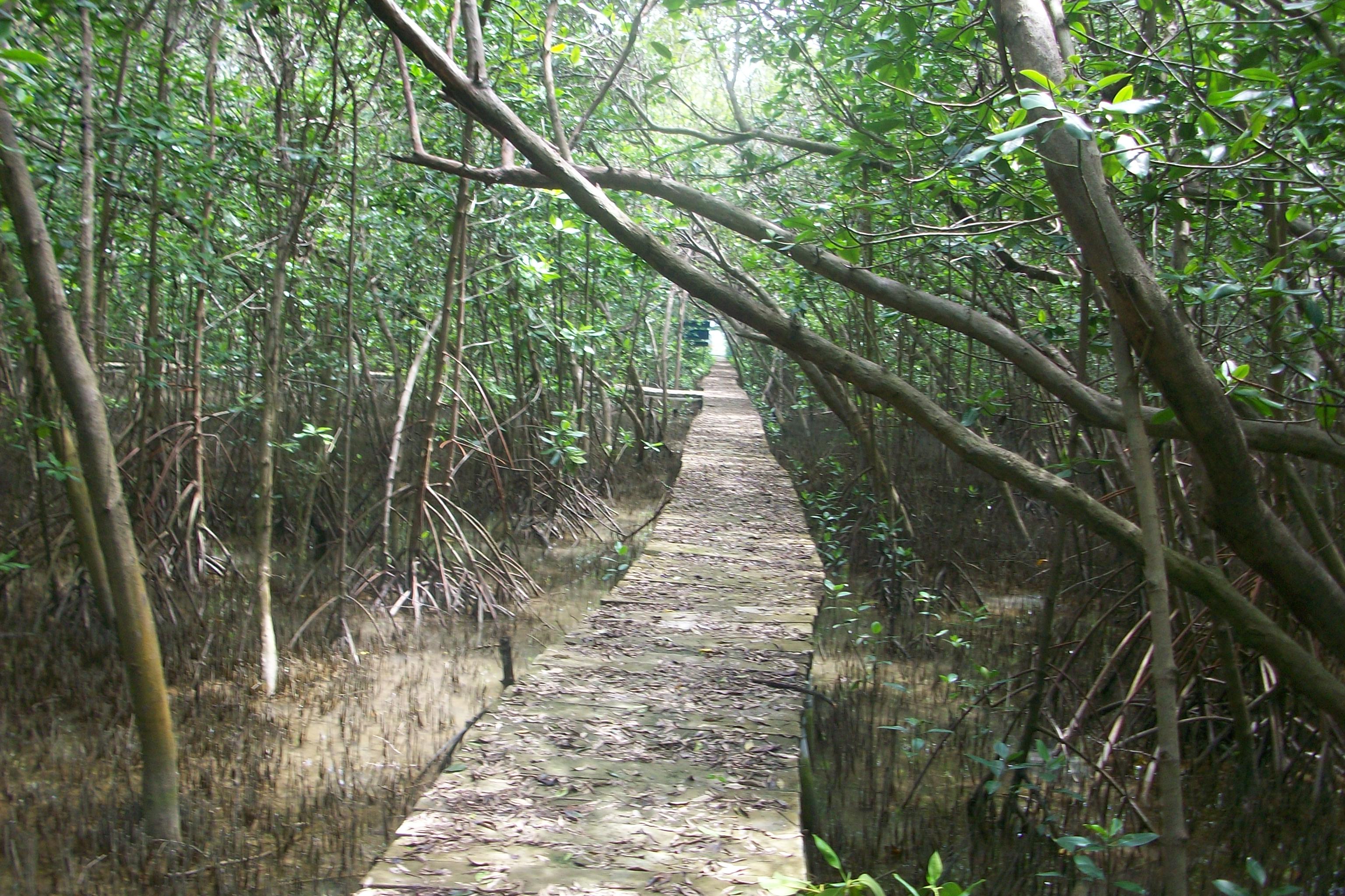 mangrove dan struktur ekonomi